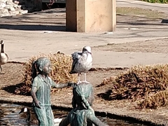 Larus