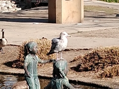 Larus