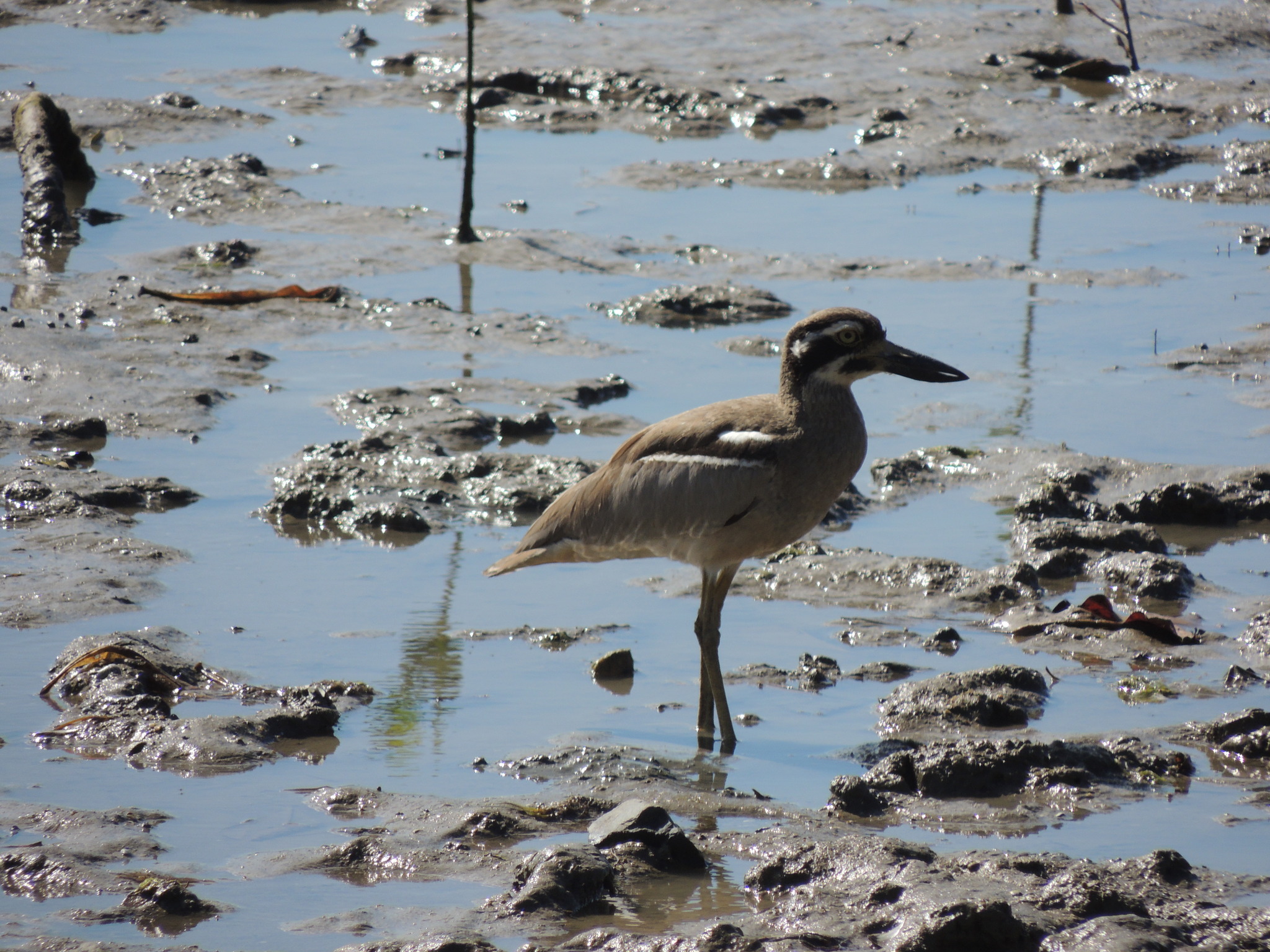 Beach Stone-curlew