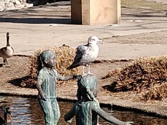 Larus