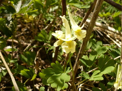 Corydalis bracteata