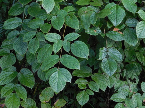 Astilbe rivularis observed 2023-07-29