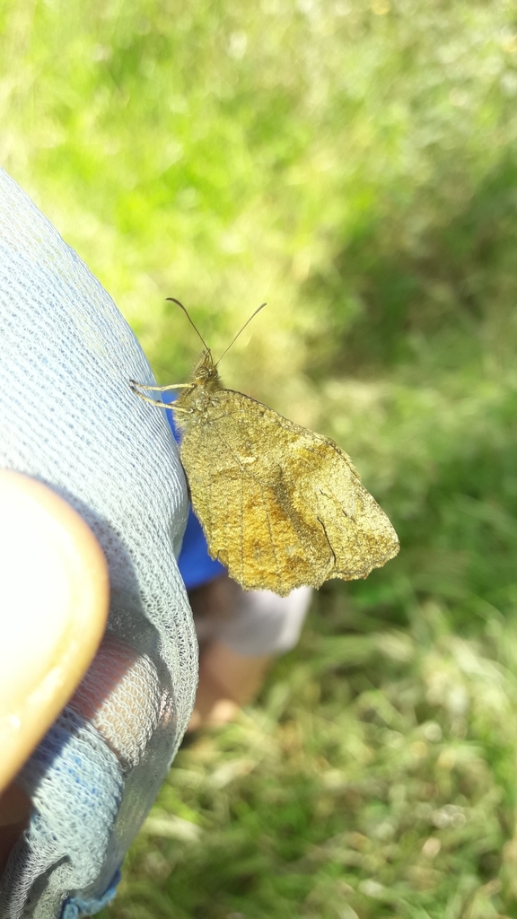 Panyapedaliodes