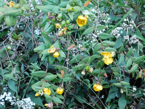 Hypericum leschenaultii observed 2023-07-29