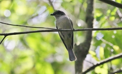 Pachycephala simplex