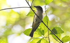 Pachycephala simplex