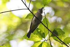 Pachycephala simplex