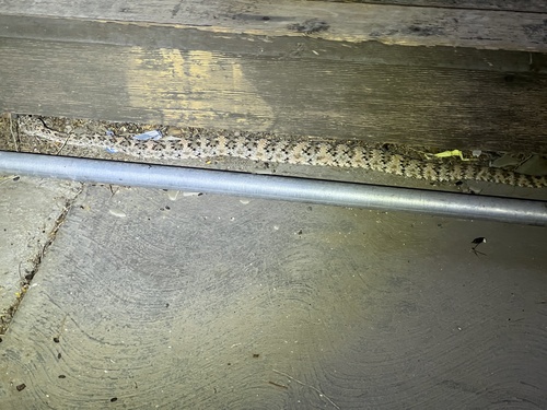 iNaturalist observation photo of Southwestern Speckled Rattlesnake