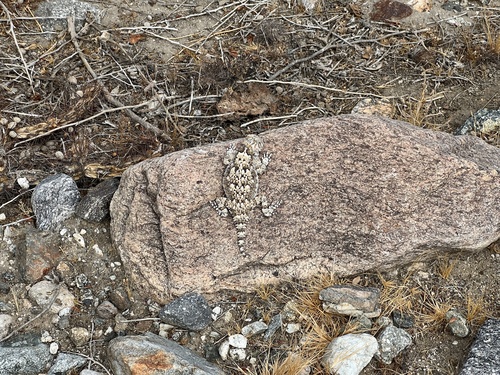 iNaturalist observation photo of Desert Horned Lizard