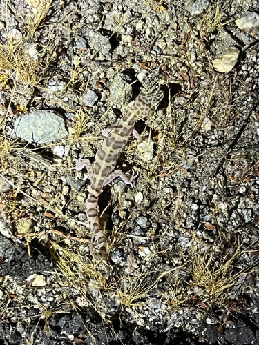 iNaturalist observation photo of Western Banded Gecko
