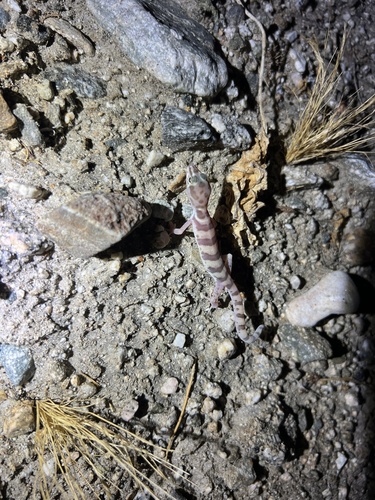 iNaturalist observation photo of Western Banded Gecko