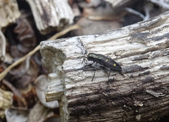 Nascioides enysi