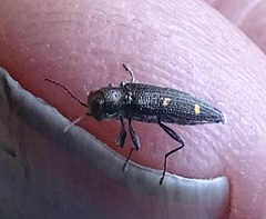 Nascioides enysi