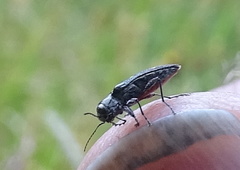 Nascioides enysi