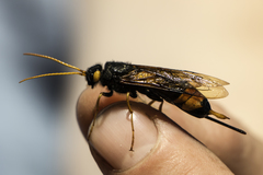 Urocerus gigas
