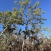 Corymbia porrecta - Photo (c) Dean Nicolle, some rights reserved (CC BY-NC), uploaded by Dean Nicolle