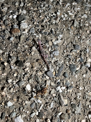 iNaturalist observation photo of Western Banded Gecko