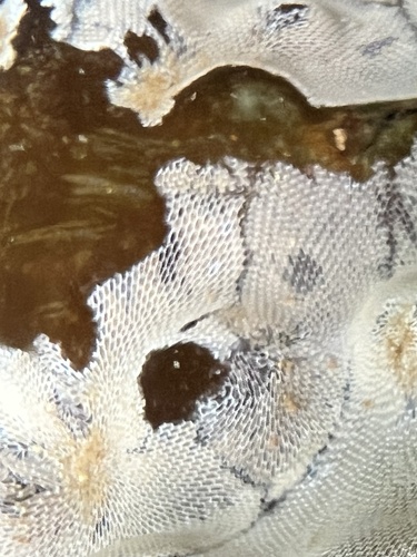 Lace-like bryozoan colony growing across submerged kelp near Greene Point.