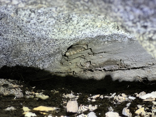 iNaturalist observation photo of Southwestern Speckled Rattlesnake