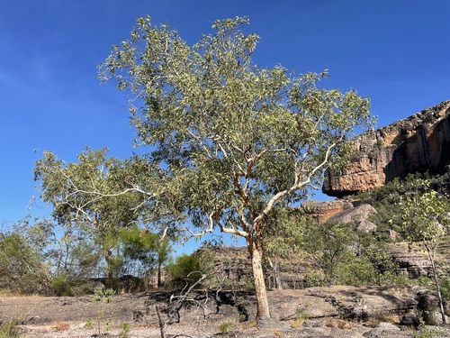 Corymbia dichromophloia, 2023-06-04
