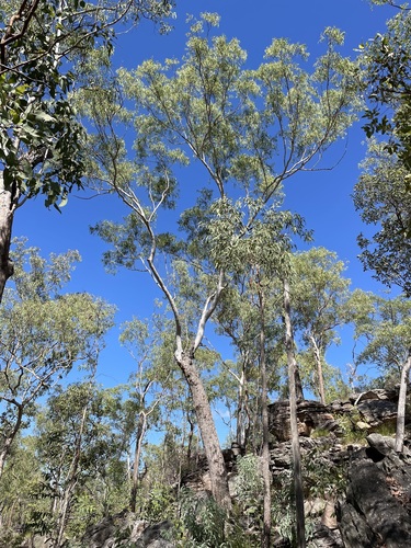 Eucalyptus gigantangion