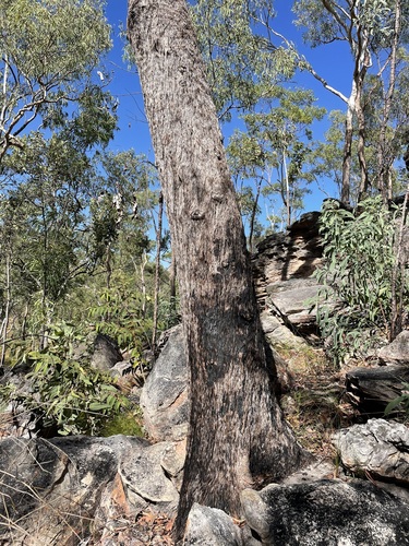 Eucalyptus gigantangion 2