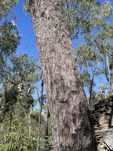 Eucalyptus gigantangion 3