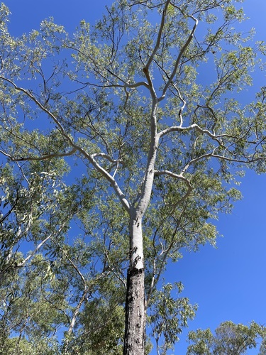 Eucalyptus gigantangion 4