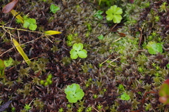 Ranunculus lapponicus