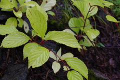 Schisandra chinensis