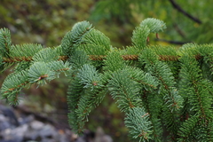 Picea koraiensis