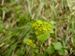 Chrysosplenium serreanum
