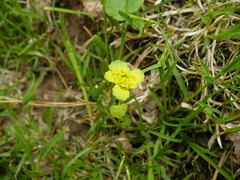 Chrysosplenium serreanum