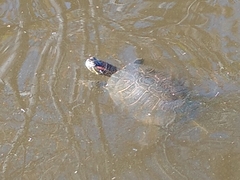 Trachemys scripta elegans