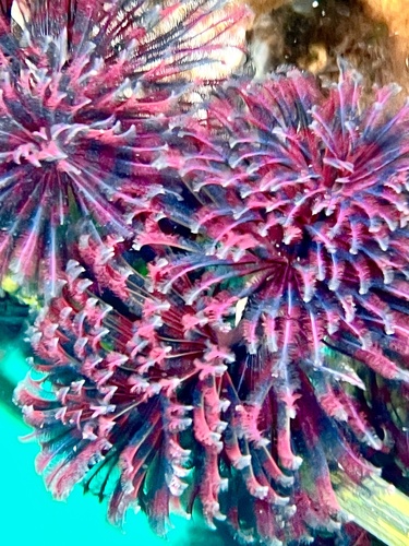 Northern feather duster worm extending its feathery feeding crown underwater near Greene Point.