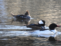 Lophodytes cucullatus