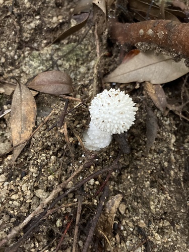 観察された菌類