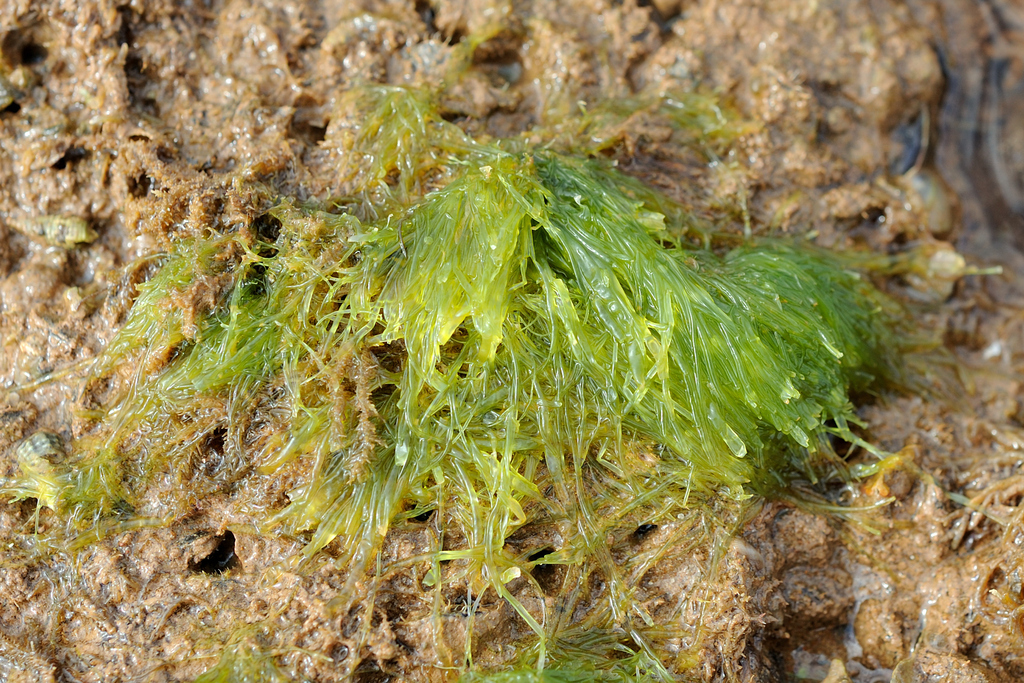 Cladophora catenata
