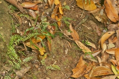 Lygodium reticulatum