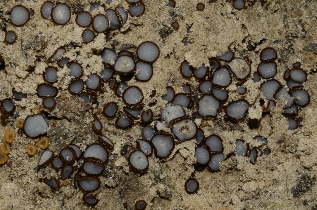 Trichophaea woolhopeia
