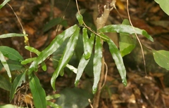Lygodium reticulatum