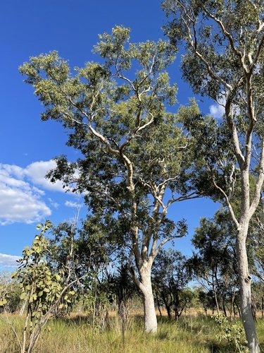 Eucalyptus alba - Wikipedia