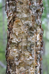 Betula dauurica