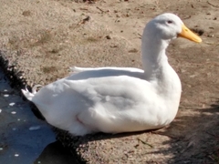 Anas platyrhynchos domesticus