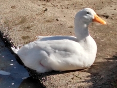 Anas platyrhynchos domesticus