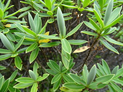 Veronica cryptomorpha