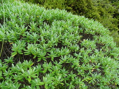 Veronica cryptomorpha