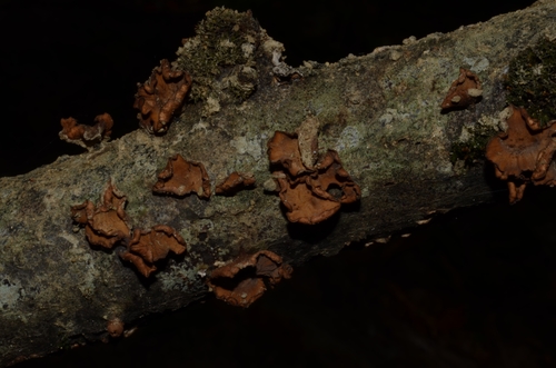 Encoelia glaberrima image