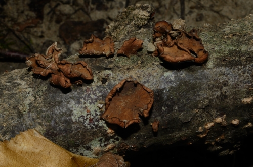 Encoelia glaberrima image