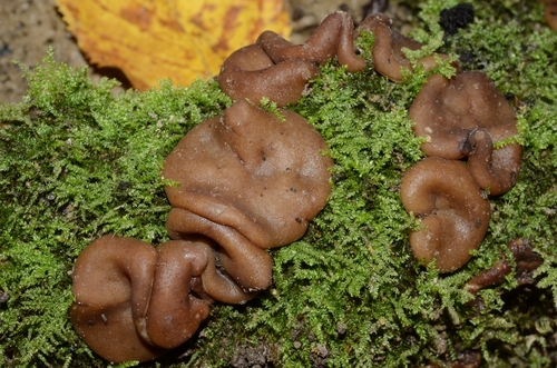 Psilopezia nummularia